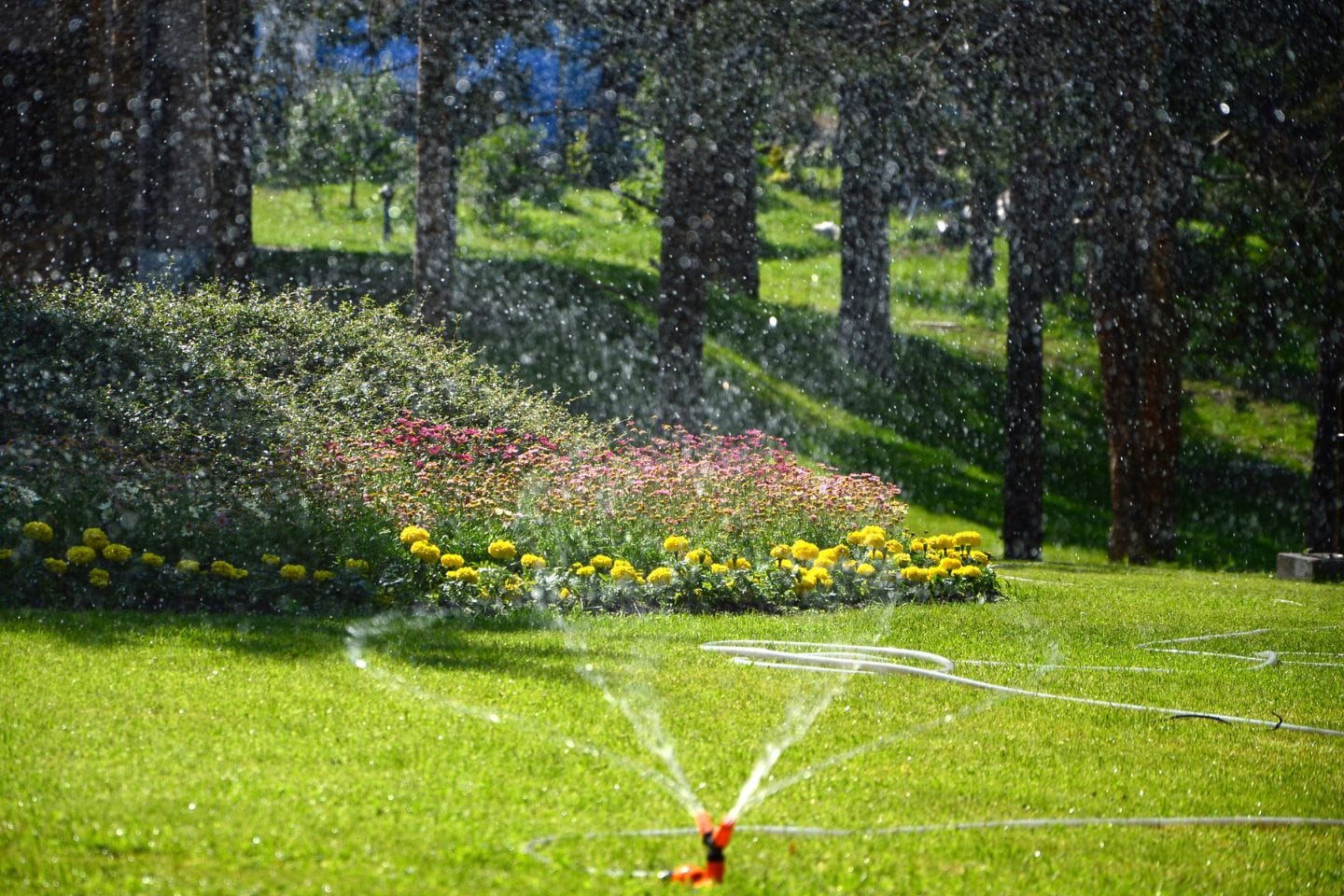A garden sprinkler waters a lush green lawn bordered by vibrant yellow and pink flowers, accentuated by expert hardscaping services, with stately trees in the background.
