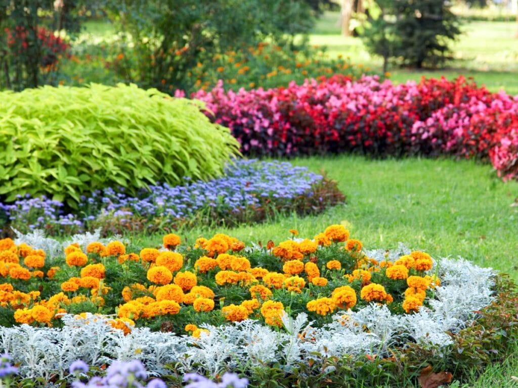 A landscaped garden with neatly arranged flower beds featuring yellow, purple, red, and green plants on a grassy lawn enhanced by fresh sod installation and an efficient sprinkler system.