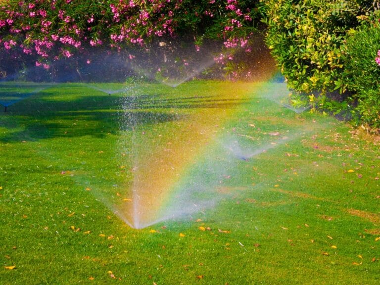 A rainbow appears in the spray of a lawn sprinkler on green grass, highlighting a fresh sod installation with pink flowering bushes and shrubs in the background.