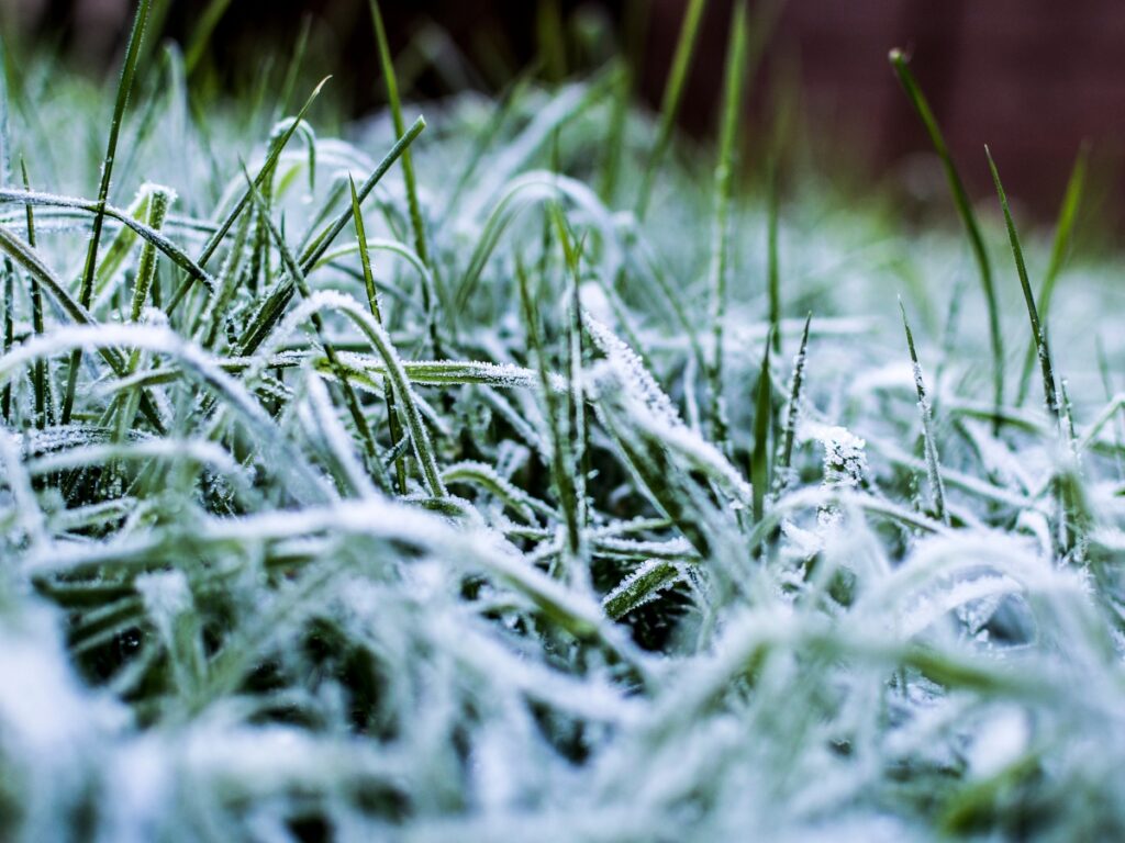 Close-up view of green grass blades covered in a thin layer of frost, with some blades bent and ice crystals visible—perfect inspiration for winter hardscape ideas.