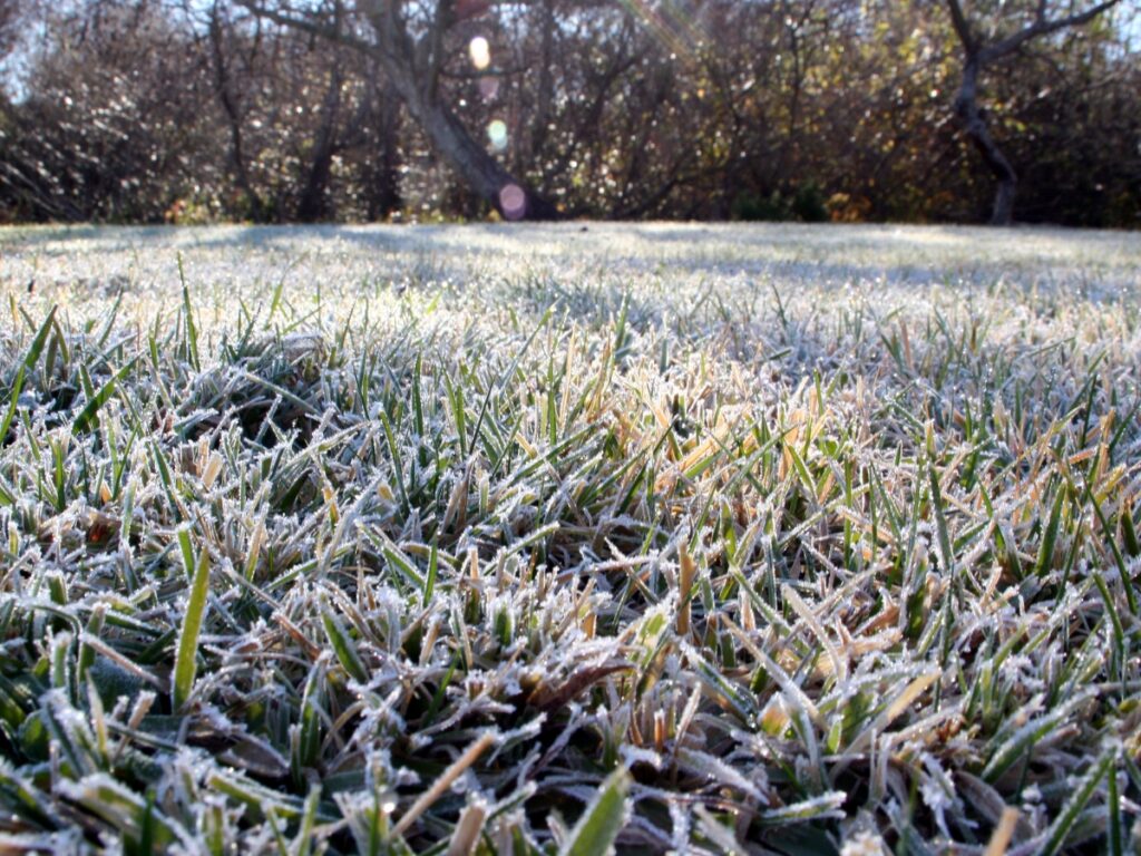 Close-up of frosty grass on a lawn in the morning, with sunlight and trees in the background—perfect inspiration for winter hardscape ideas.