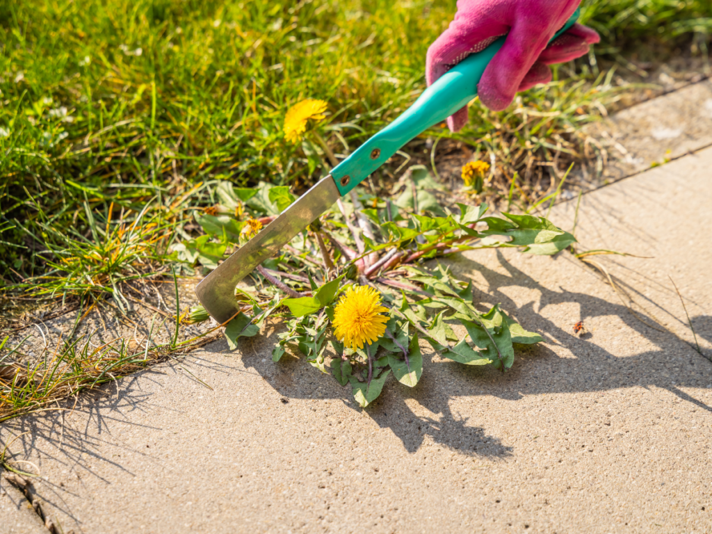 A hand wearing a pink glove uses a gardening tool to remove a dandelion weed growing at the edge of a sidewalk and grass, demonstrating effective weed control.